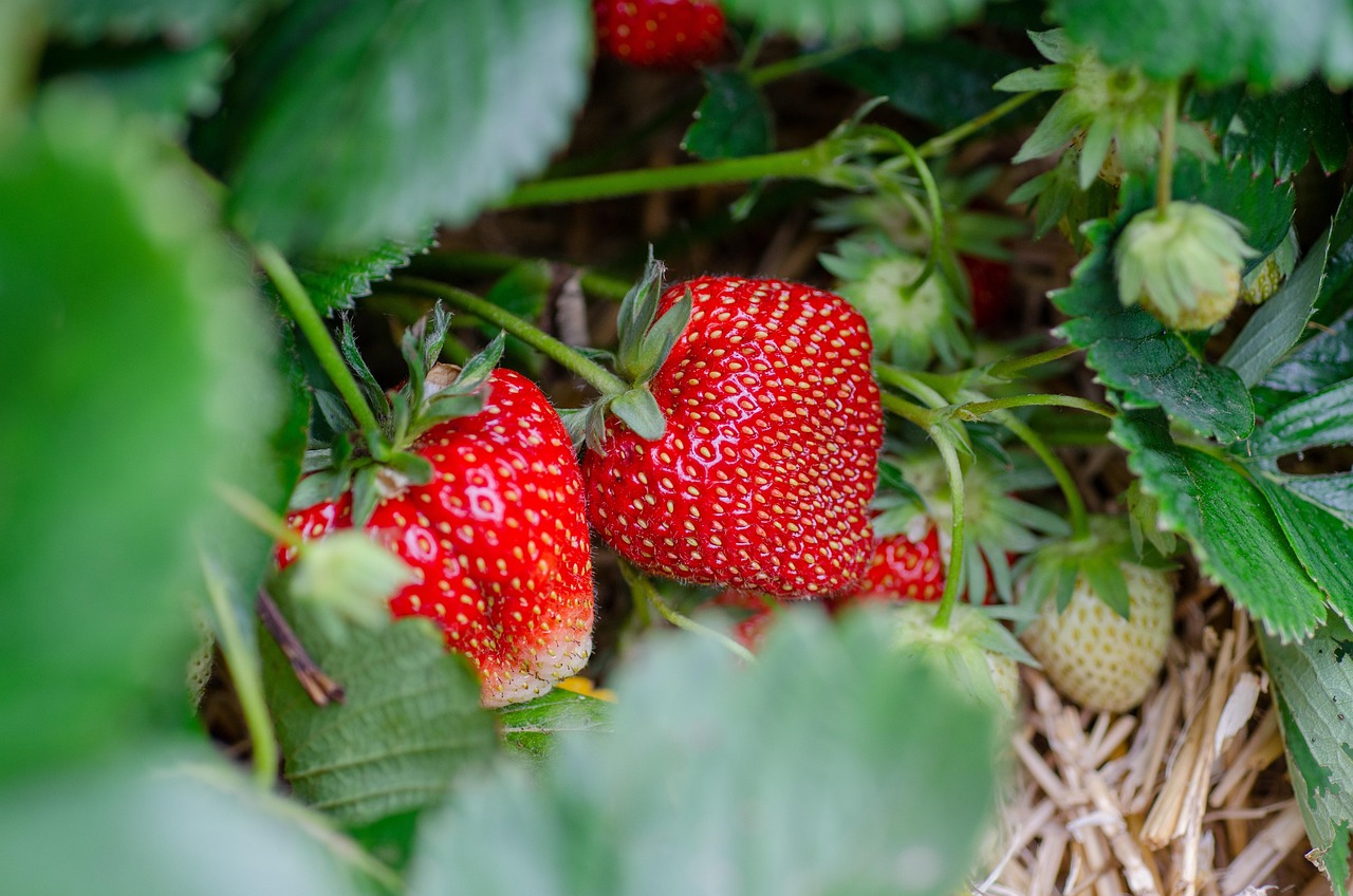 Fragole rosse e mature in un campo, pronte per la raccolta, evidenziando il segreto per la dolcezza.