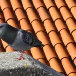 Immagine di un muro dipinto di blu, efficace nel tenere lontani i piccioni.