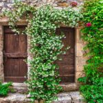 Gelsomino arrampicante su un muro, fiori bianchi profumati in primo piano.