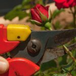 Rosa in fiore con foglie verdi, simbolo di cura e potatura per una fioritura abbondante.