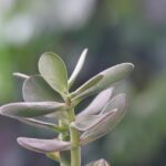 Albero di Giada sano con foglie verdi e rigogliose in un ambiente domestico luminoso.