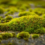 Prato verde con muschio visibile, suggerendo metodi naturali per la sua rimozione.