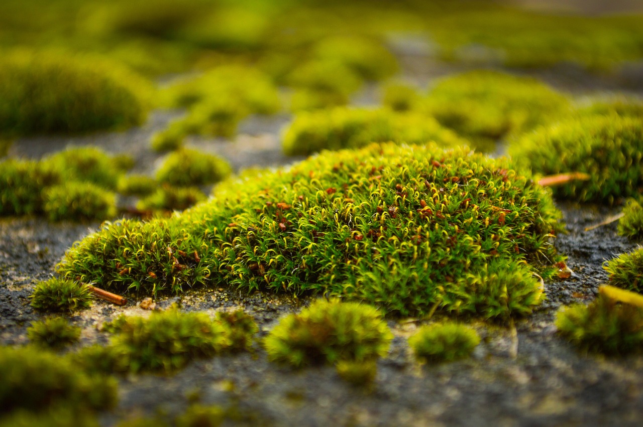 Prato verde con muschio visibile, suggerendo metodi naturali per la sua rimozione.