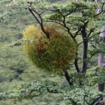 Ramo di quercia con vischio, simbolo di una facile coltivazione domestica.