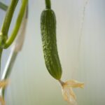 Cetrioli in crescita nel giardino, con dettagli su errori comuni da evitare per una crescita sana.