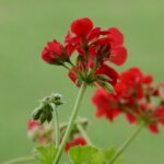 Gerani in fioritura con fertilizzante naturale a base di compost e erbe aromatiche.