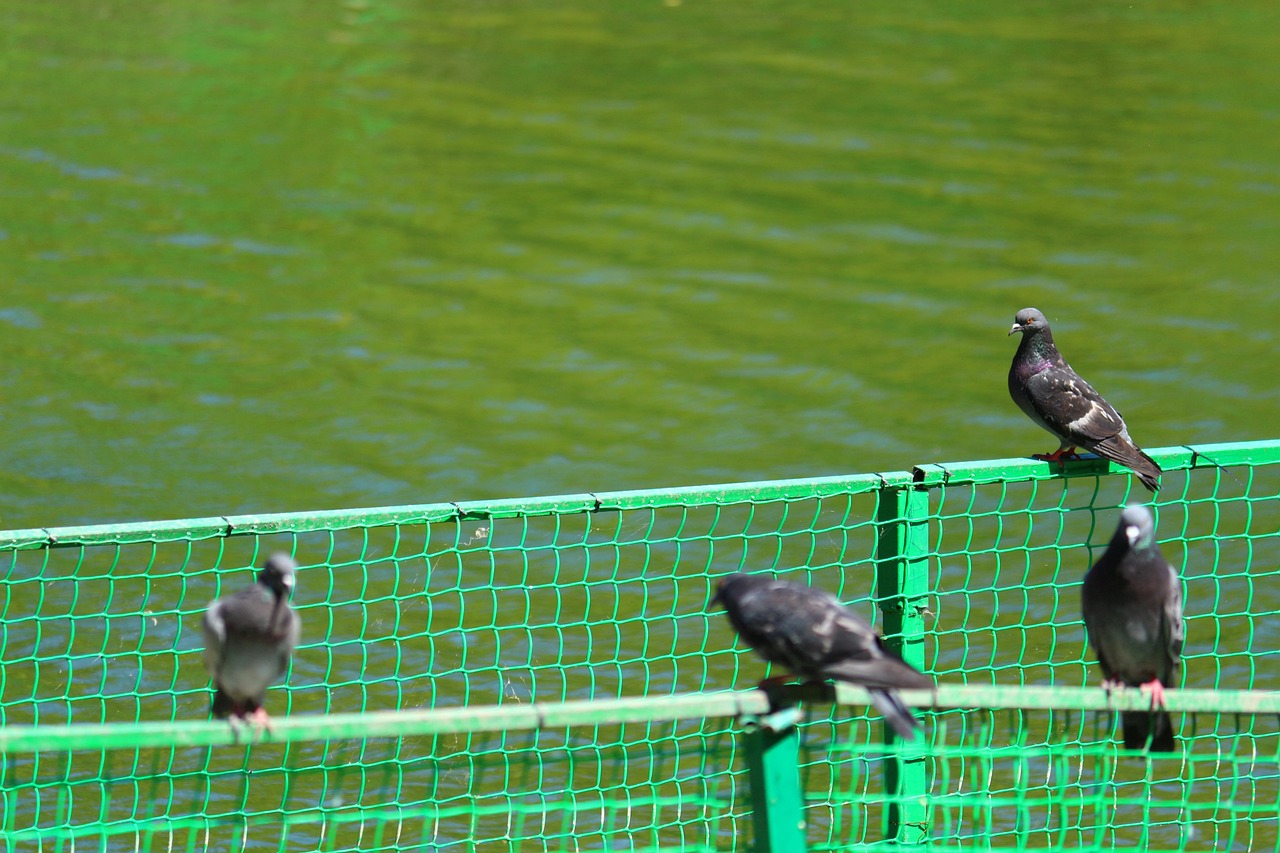 Piccioni seduti su una ringhiera, con spruzzatore di acqua e peperoncino in primo piano.