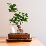 Bonsai ficus ginseng con foglie ingiallite, evidenziando il rischio di perdere foglie per correnti d'aria.