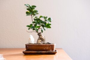 Bonsai ficus ginseng con foglie ingiallite, evidenziando il rischio di perdere foglie per correnti d'aria.
