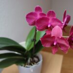 Orchidee in vaso con terreno fertilizzato con caffè, evidenziando i benefici dell'uso di scarti di caffè.