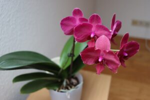 Orchidee in vaso con terreno fertilizzato con caffè, evidenziando i benefici dell'uso di scarti di caffè.