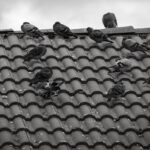 Rimedio della nonna per allontanare i piccioni, con erbe e materiali naturali.