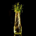 Immagine di talee di rosmarino in vaso, pronte per la radicazione.