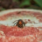 Calabrone su un fiore, simbolo di metodi naturali per allontanare insetti senza ucciderli.