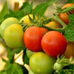 Pomodori verdi in crescita con tecniche naturali per accelerarne la maturazione.