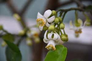 Albero di limone in casa con fiori bianchi e foglie verdi, simbolo di cura e giardinaggio domestico.