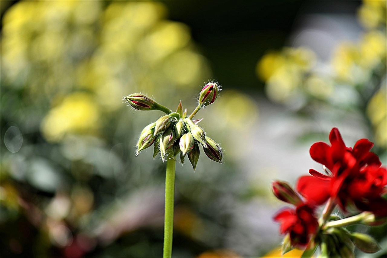 Gerani appassiti senza fiori, pronti per il trattamento di rinvigorimento consigliato.