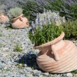 Fiori di lavanda viola in giardino, simbolo di bellezza e facilità di coltivazione.