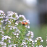 Pianta aromatica verde in vaso, ideale per allontanare insetti, con foglie profumate e rigogliose.