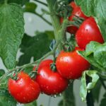 Cenere di legna sparsa intorno a piante di pomodori in un orto.
