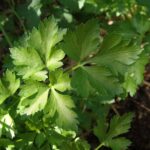 Immagine di piante da giardino con prezzemolo e consigli per la loro piantagione.