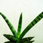 Innaffiatura della sanseveria: consigli per una crescita sana e rigogliosa della pianta.