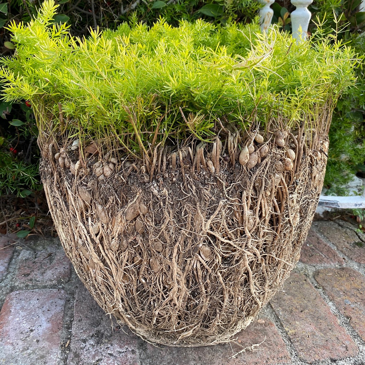 Fondo di vaso con diversi materiali per migliorare la crescita delle radici delle piante.