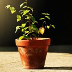Bottiglie di bicarbonato e piante con foglie verde intenso su un tavolo di legno.