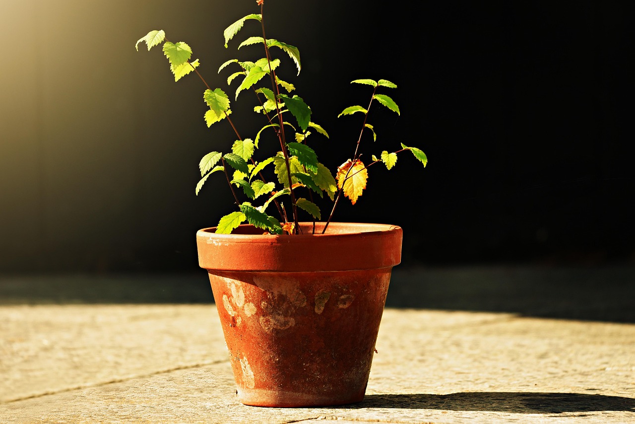 Bottiglie di bicarbonato e piante con foglie verde intenso su un tavolo di legno.