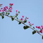 Bouganville fiorita con rami non potati correttamente, evidenziando l'errore di potatura.