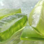 Immagine che mostra il processo di estrazione del gel dall'Aloe Vera senza danneggiare la pianta.