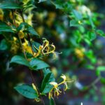 Pianta rampicante fiorita, verde rigoglioso e fiori colorati, ideale per giardini e balconi.