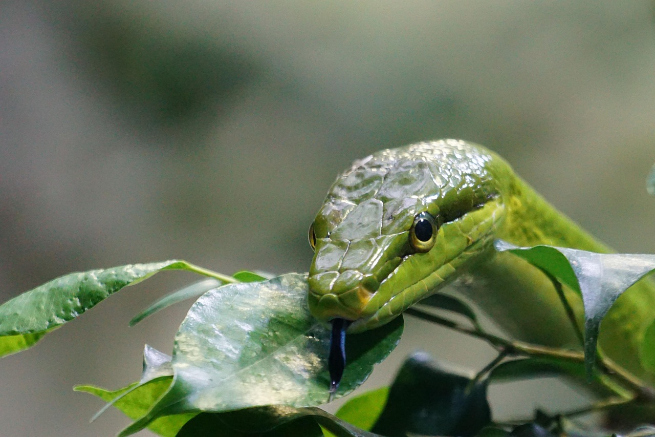 Vipera nascosta tra le piante in un giardino, evidenziando il rischio per i vegetali circostanti.