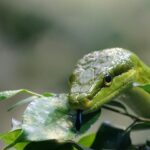 Albero da frutto con serpenti avvolti nei rami, evidenziando il rischio in giardino.