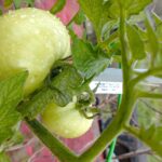 Pomodori sostenuti da un sistema di fili, senza pali, in un orto soleggiato.