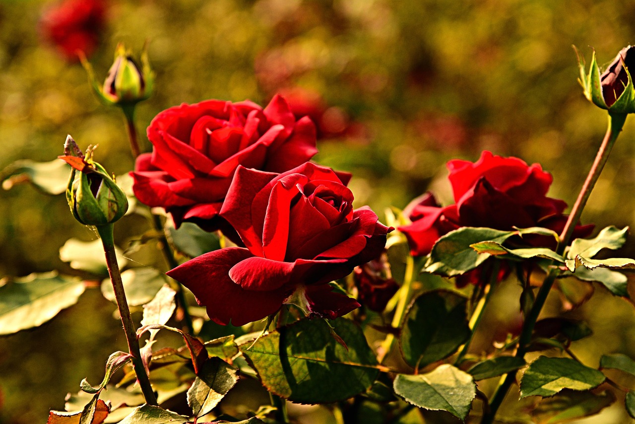 Rose appassite in giardino, simboleggiando errori nella cura delle piante.